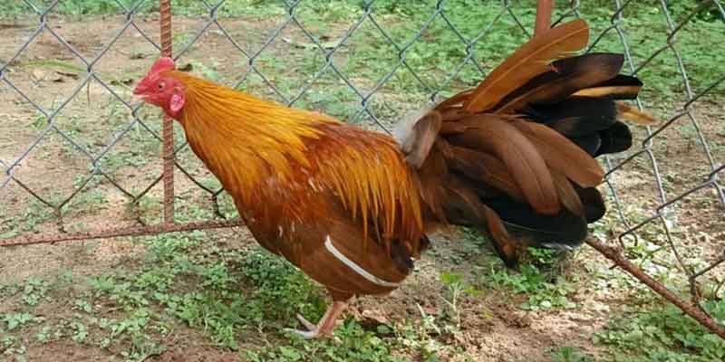 Bí quyết chơi chiến kê khét hiệu quả từ các cao thủ